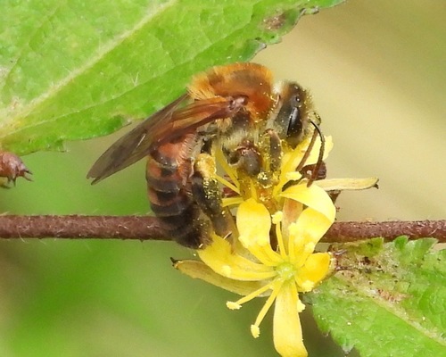 Dinagapostemon mexicanus