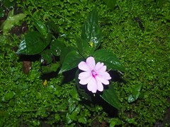 Impatiens platypetala