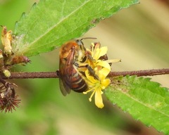 Dinagapostemon