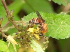 Dinagapostemon