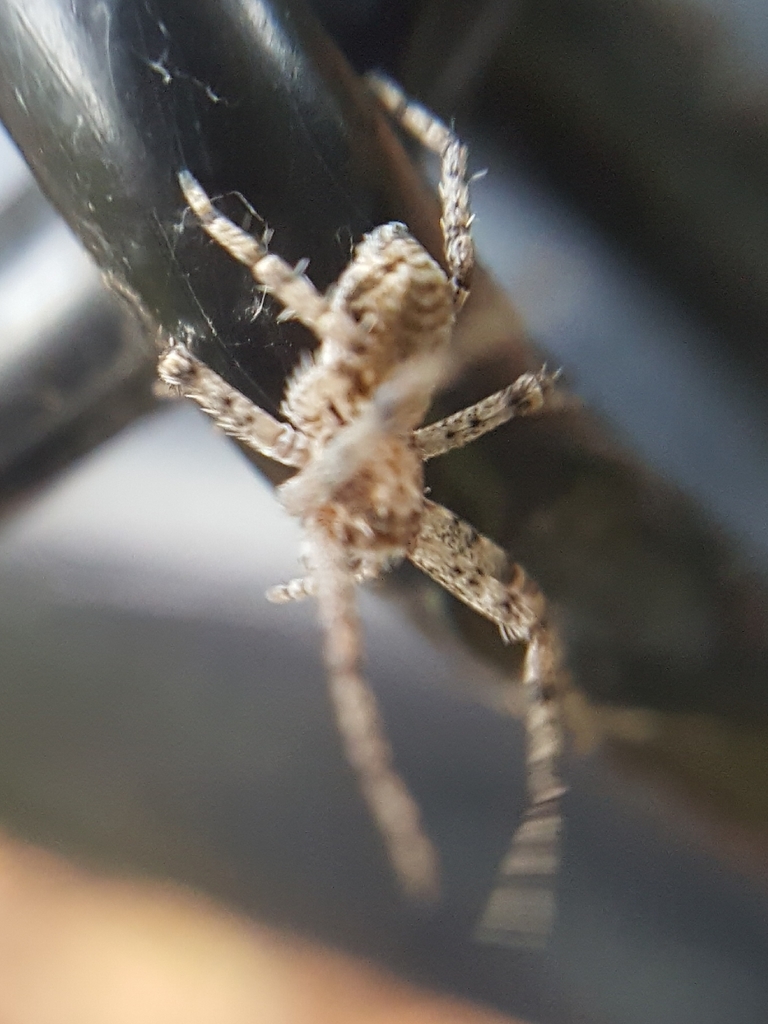 Philodromus josemitensis