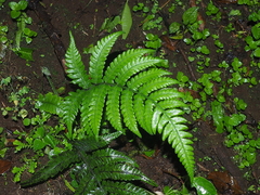 Deparia