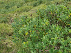 Veronica stricta macroura