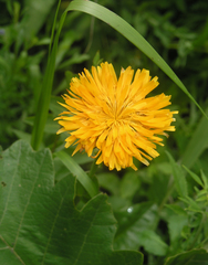 Hypochaeris ciliata