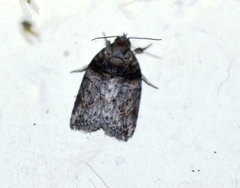 Garella