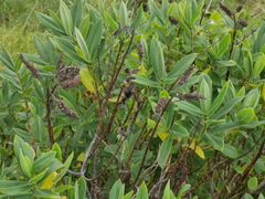 Veronica stricta macroura