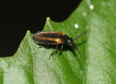 Ototretinae