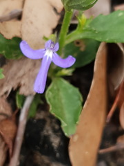 Lobelia dentata