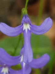 Lobelia dentata