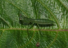 Micromantis glauca