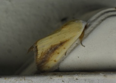 Xanthodes intersepta