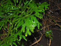 Selaginella