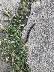 Aniulus