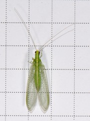 Chrysoperla pudica-group
