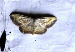 Scopula caesaria