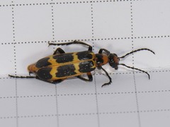 Pyrota perversa