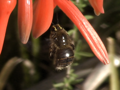 Xylocopa artifex