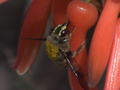 Xylocopa artifex