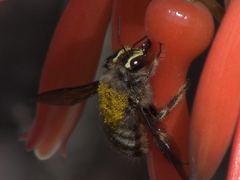 Xylocopa artifex
