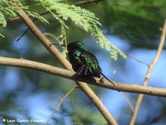 Chlorostilbon gibsoni