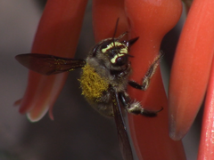 Xylocopa artifex