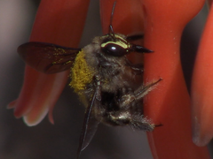 Xylocopa artifex