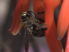 Xylocopa artifex
