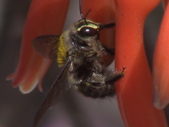 Xylocopa artifex