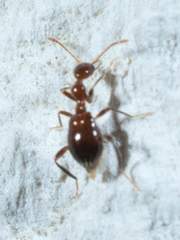 Acanthinus argentinus