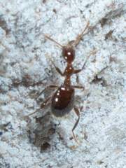 Acanthinus argentinus