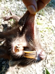 Heterogeomys hispidus