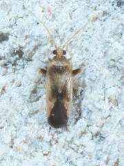 Parthenicus juniperi