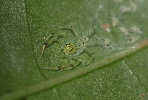 Onomastus pethiyagodai