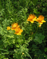 Trollius chinensis