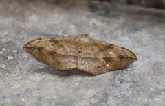 Anticarsia irrorata