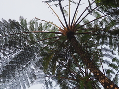 Cyatheaceae