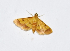 Ischnurges luteomarginalis