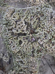 Galeolaria caespitosa