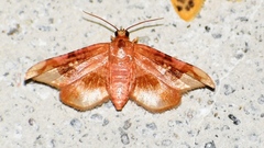 Hypolamprus
