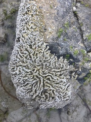 Galeolaria caespitosa