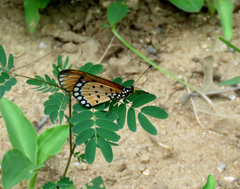 Acraea terpsicore