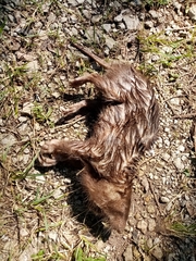 Heterogeomys hispidus