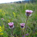 Low Fleabane - Photo (c) icosahedron, some rights reserved (CC BY), uploaded by icosahedron