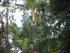 Pinanga coronata