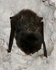 Barbastella barbastellus