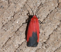 Ptychoglene coccinea