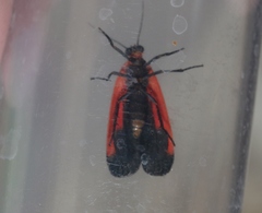 Ptychoglene coccinea