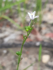 Caesia parviflora parviflora