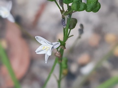Caesia parviflora parviflora