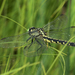 Trigomphus nigripes - Photo (c) Oleg Kosterin, some rights reserved (CC BY), uploaded by Oleg Kosterin